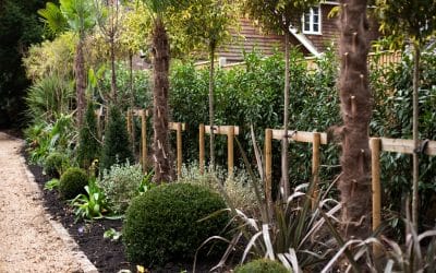 From Overgrown Conifers to a Colourful, Relaxed Oasis