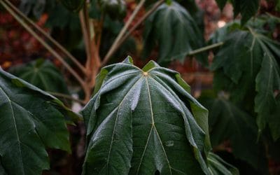 Winter Wonderland: How to Maintain a Beautiful Garden in Colder Months