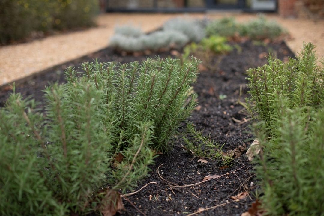 Herb Bed gardening garden design landscaping herb bed rosemary