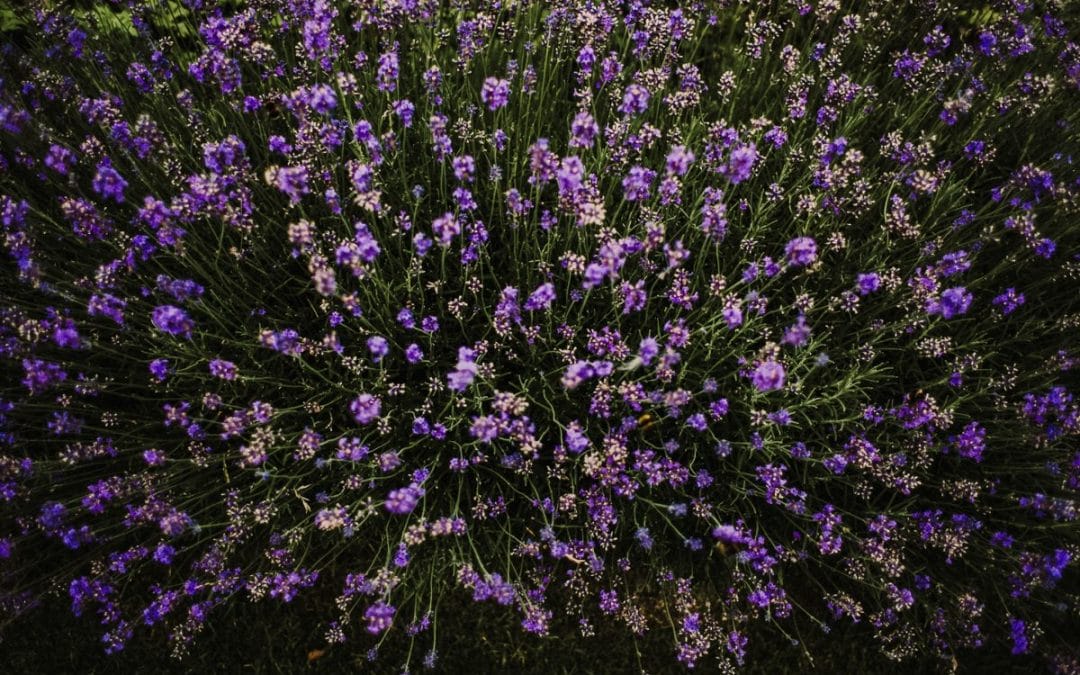 gardening garden design landscaping lavender bush