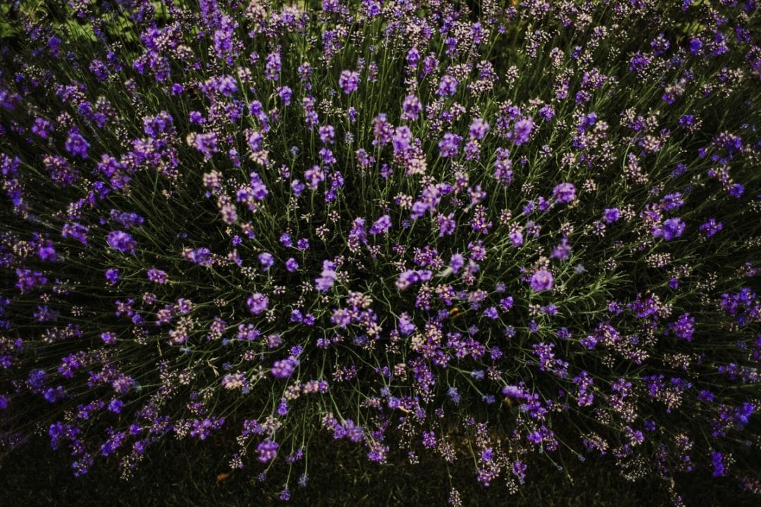 gardening garden design landscaping lavender bush