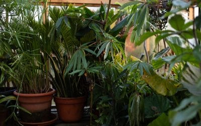 ANTICIPATED GARDENING TRENDS FOR 2025