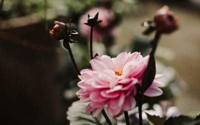 Cultivating a Greener Future: How to Embrace Sustainability in Gardening