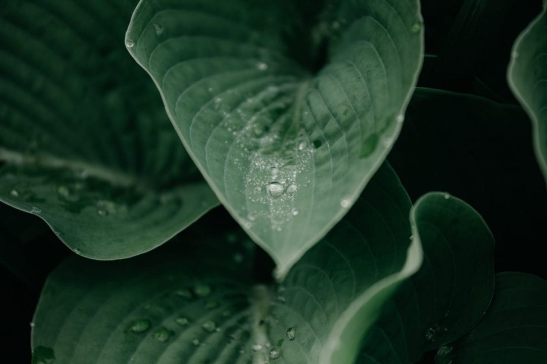 gardening garden design landscaping leaves water rain drought tolerant water wise gardening