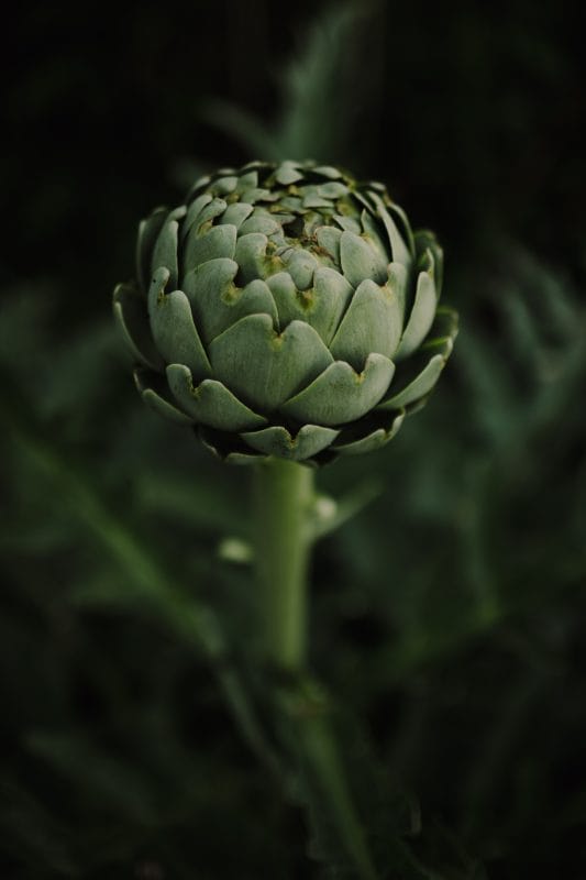 gardening garden design landscaping artichoke edimentals flower bed vegetables