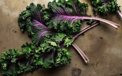 Exploring Edimental Plants: The Perfect Blend of Beauty and Nutrition