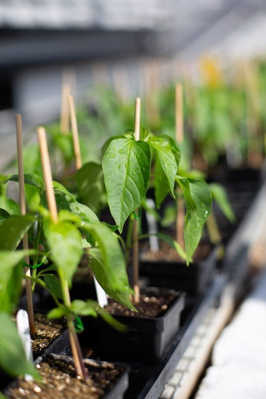 gardening garden design landscaping chilli plants kitchen garden vegetable patch herb bed