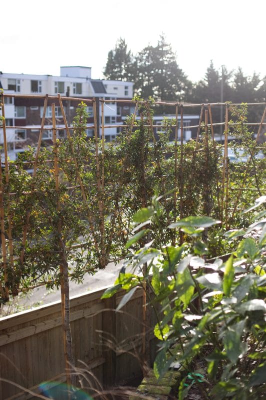 gardening garden design landscaping living fences pleached laurels 