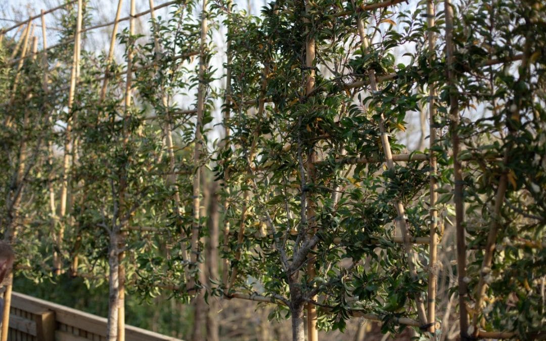 gardening garden design landscaping living fences pleached laurels