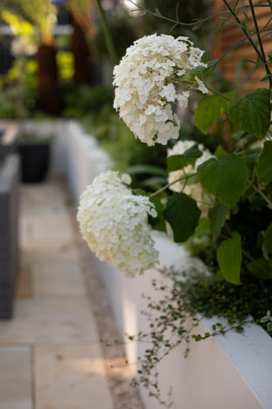 Wellness Gardens gardening garden design landscaping wellness garden plants bed raised bed hydrangea patio