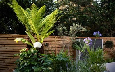 The Healing Power of Wellness Gardens