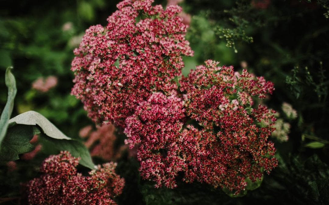 Spring Planting Guide for a Show-Stopping Garden