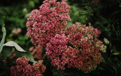 Spring Planting Guide for a Show-Stopping Garden