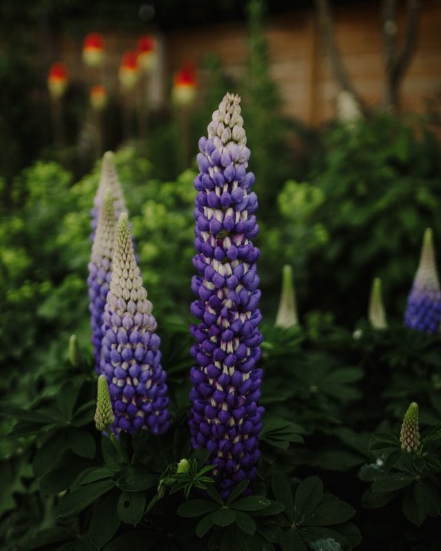 gardening garden design landscaping Surrey spring garden foxglove