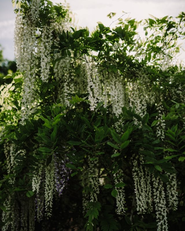 gardening garden design landscaping Surrey spring gardens wisteria tree
