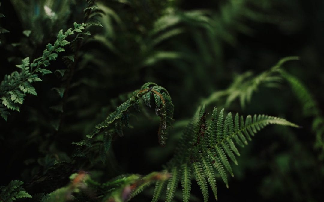 gardening garden design landscaping Surrey