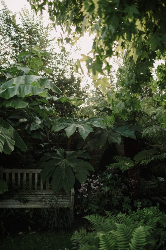 gardening garden design landscaping Surrey exotic plants jungle planting banana plants fats japonica tree ferns palm trees