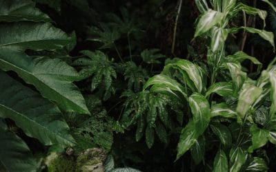 Bring the Tropics Home: Adding Exotic Plants to Your Garden