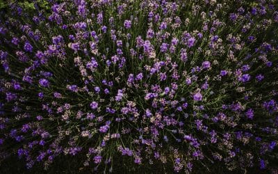 Garden Inspiration from the English Countryside