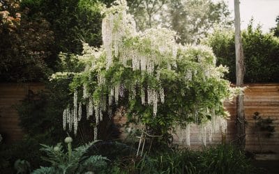 Planting Peace: How to Create a Garden That Supports Your Mental Health