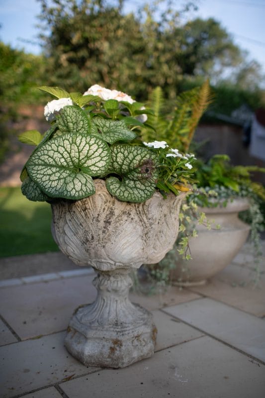 gardening garden design landscaping Surrey planted flower wildlife friendly garden