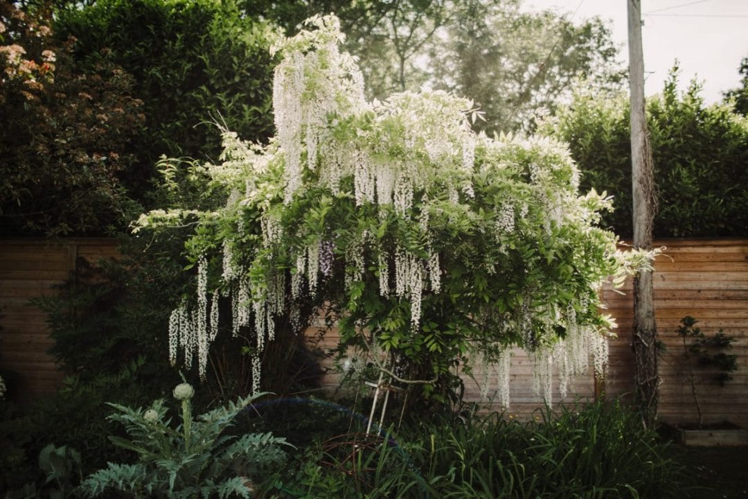 June Garden Checklist gardening garden design landscaping Surrey June gardening checklist wisteria