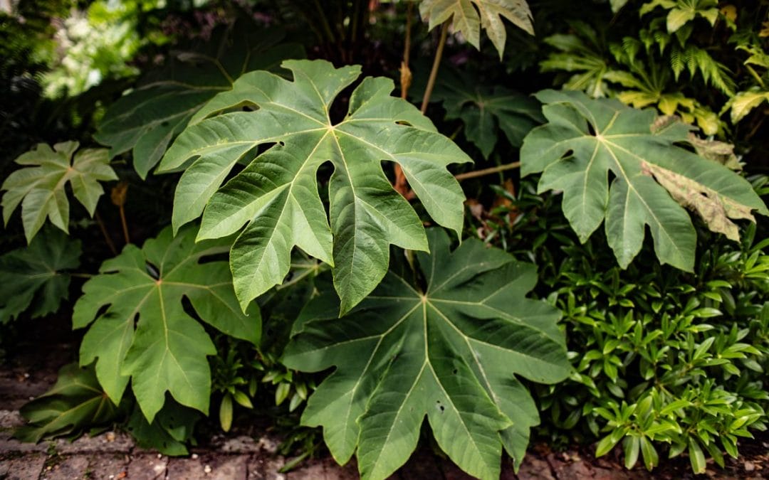 What to Do in the Garden in July
