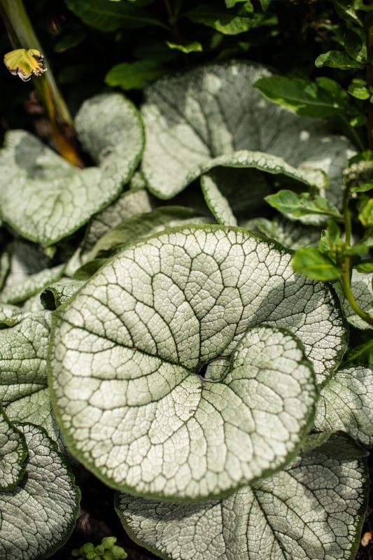 gardening garden design landscaping Surrey West Sussex brunnera leaves foliage texture