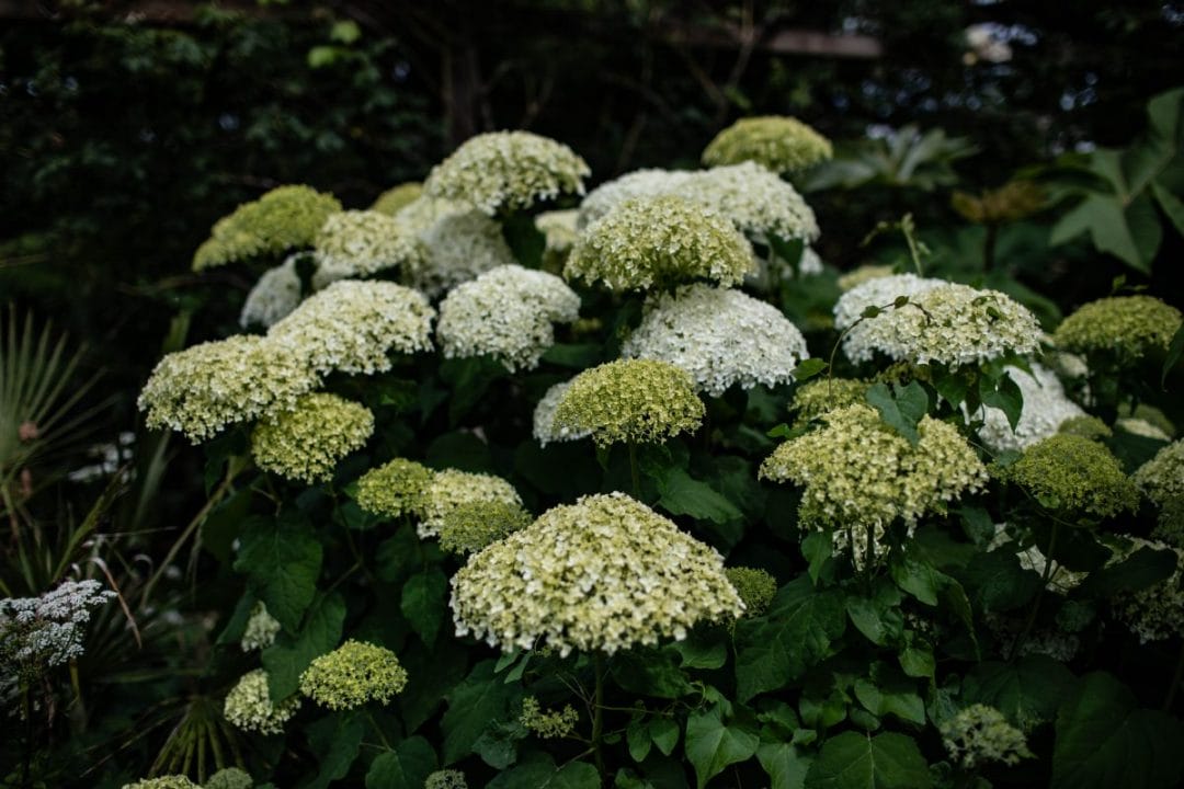 gardening garden design landscaping Surrey West Sussex hydrangea strong Annabelle leaves flowers plants august foliage