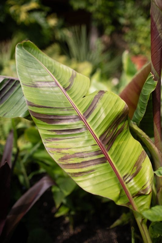 gardening garden design landscaping Surrey West Sussex banana plant leaf leaves foliage august