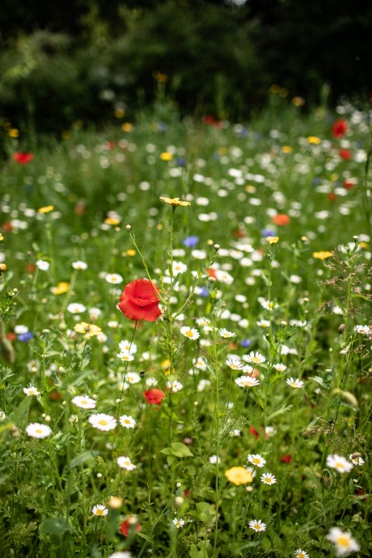 gardening garden design landscaping Surrey wildflowers July gardens gardening tips