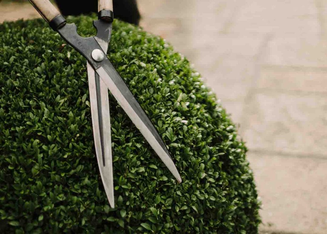 gardening garden design landscaping Surrey topiary French formal garden sheers