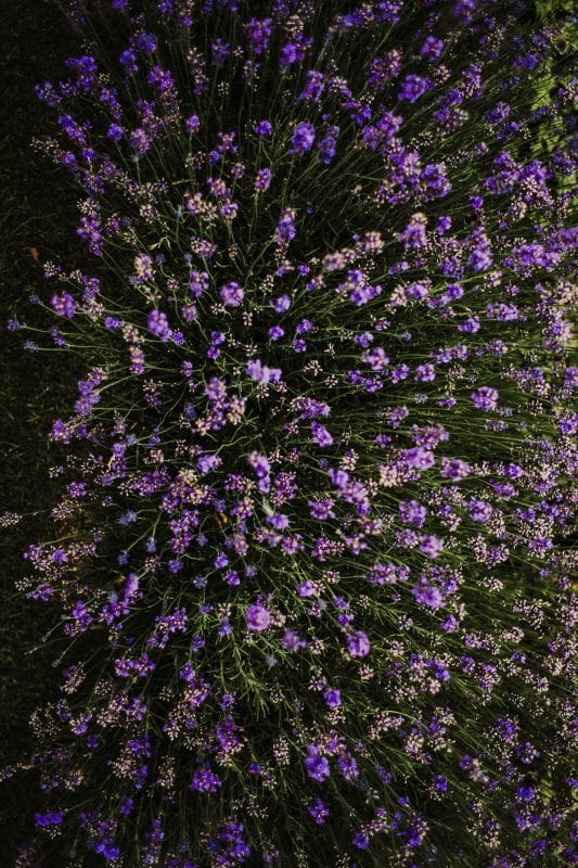 gardening garden design landscaping Surrey West Sussex lavender drought tolerant planting grasses 