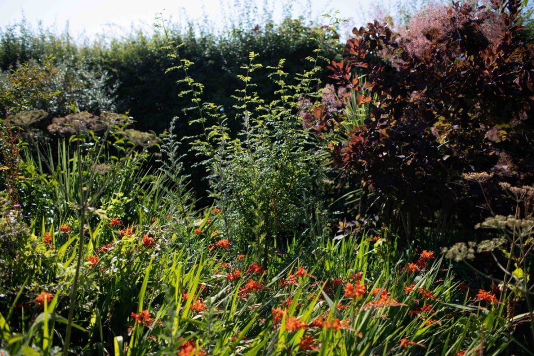 gardening garden design landscaping Surrey West Sussex autumn garden late planting flower bed flowers trees beech hedge