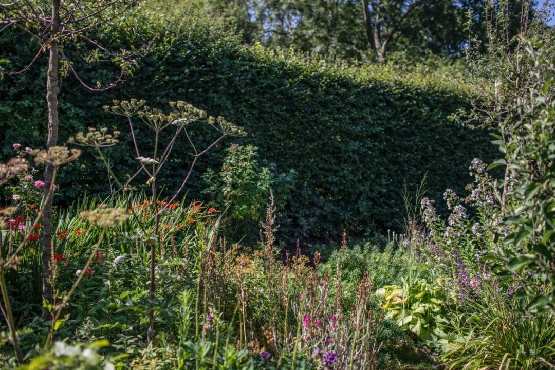 gardening garden design landscaping Surrey West Sussex flower garden flowers autumn planting flower bed beech hedge