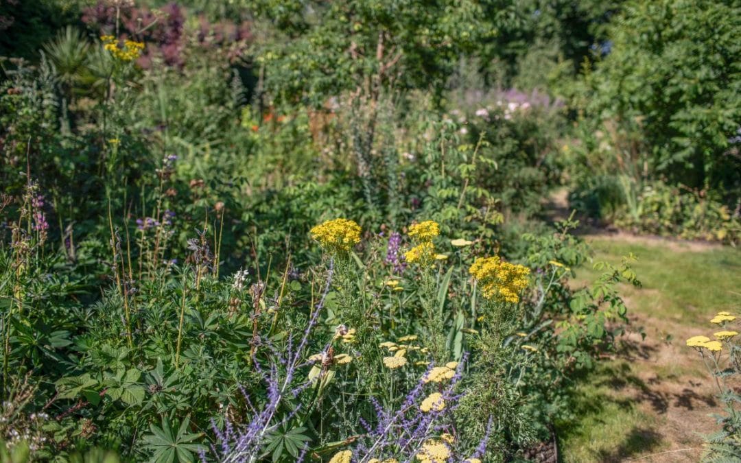 gardening garden design landscaping Surrey West Sussex autumn august garden inspiration flowers flower bed