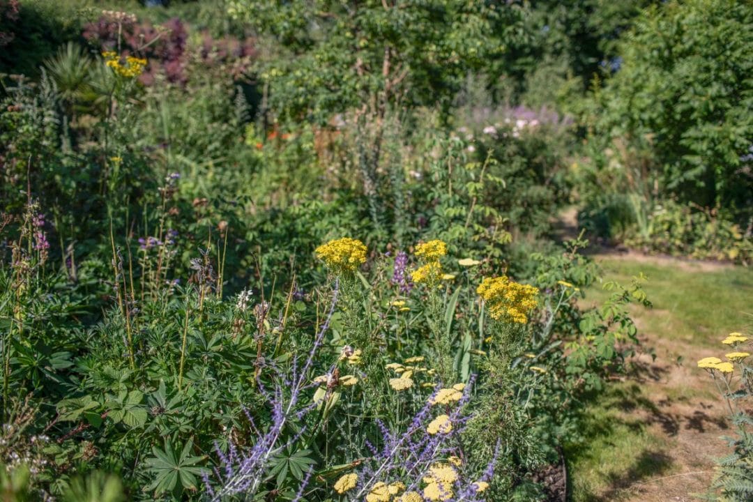 gardening garden design landscaping Surrey West Sussex autumn august garden inspiration flowers flower bed