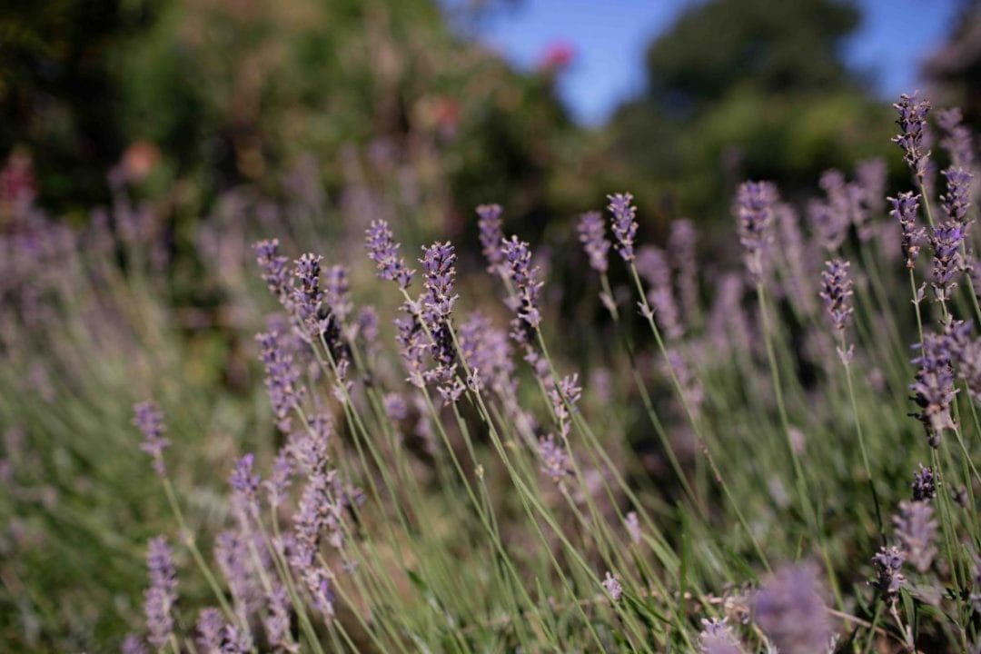 gardening garden design landscaping Surrey West Sussex lavender flowers flower bed flower garden autumn garden august shrub