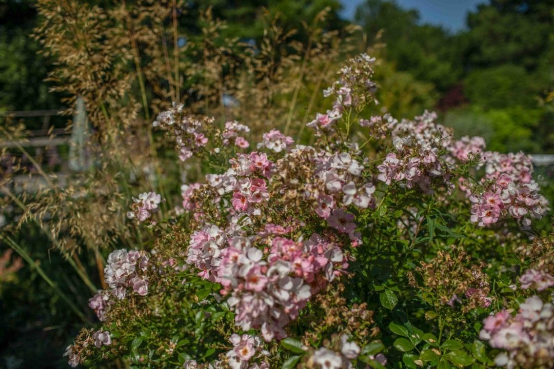 gardening garden design landscaping Surrey West Sussex flower garden flower bed flowers hedge shrubs august autumn garden