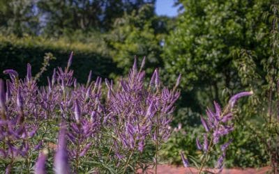 Best Low Maintenance Plants for UK Gardens