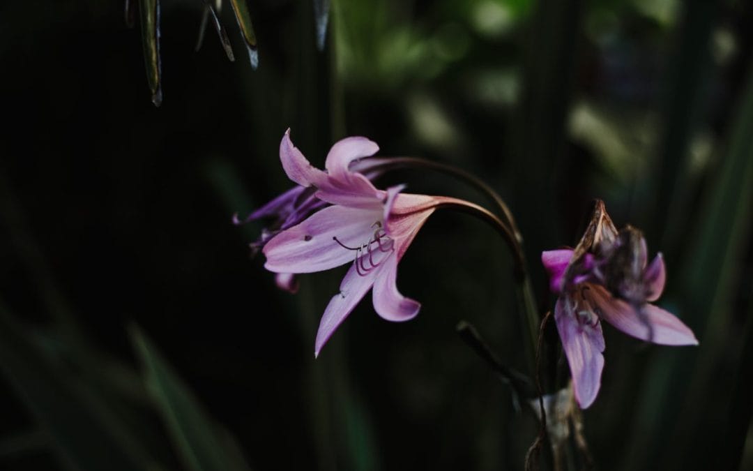 Drought-Tolerant Planting in the UK