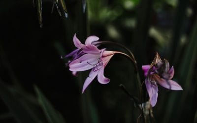 Drought-Tolerant Planting in the UK