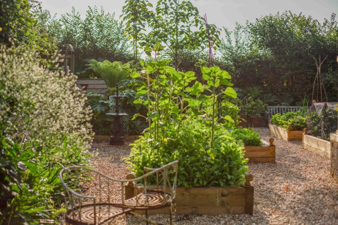 gardening garden design landscaping Surrey West Sussex vegetable patch kitchen garden veggies grow your own
