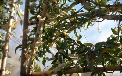 Best Trees and Shrubs for Creating a Green Screen or Cosy Corners