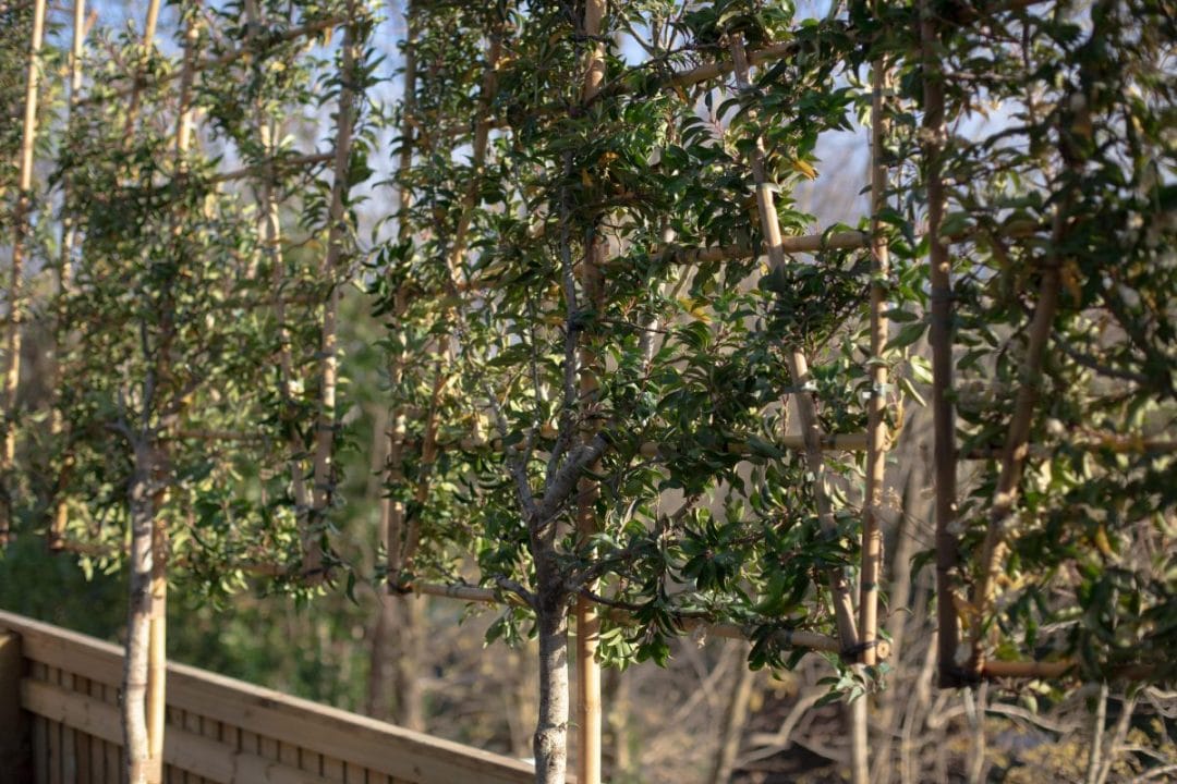 Pleached Laurels gardening garden design landscaping Surrey West Sussex green screen cosy corner living fences shrubs boundary
