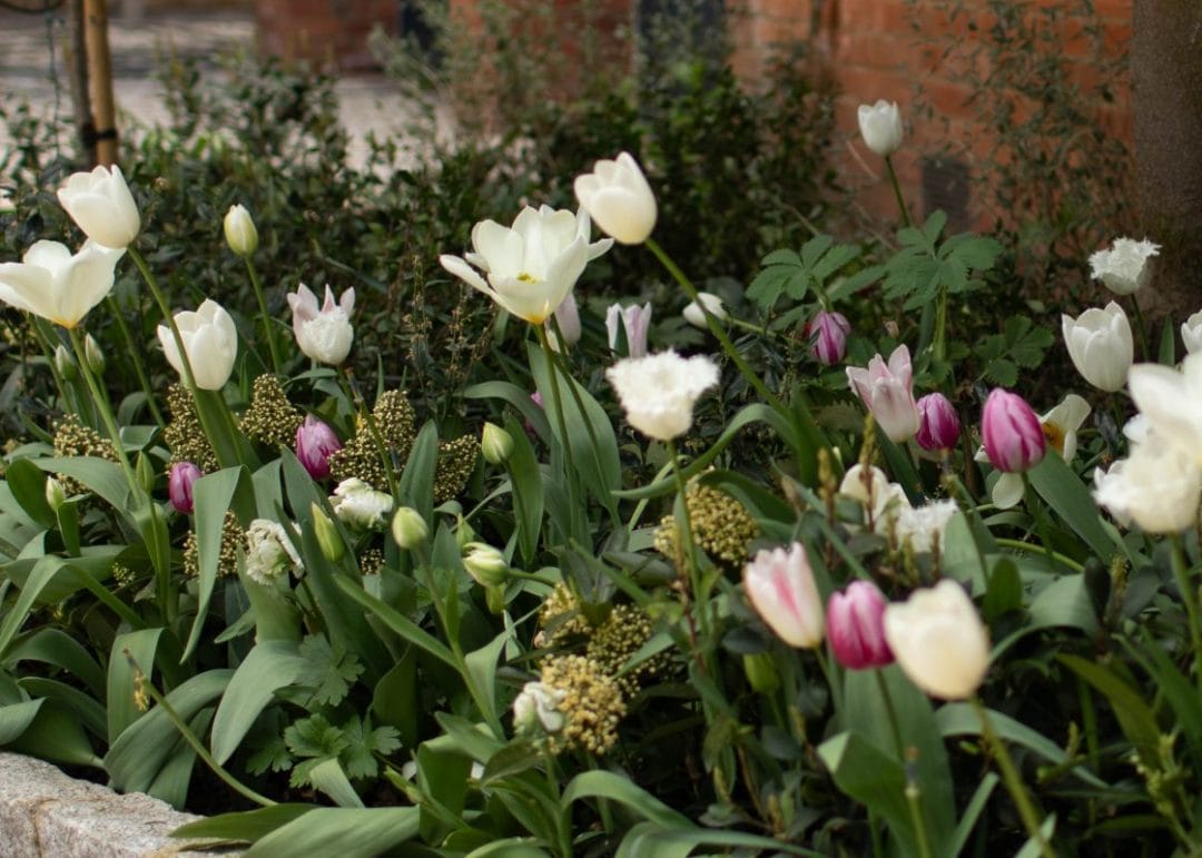 gardening garden design landscaping Surrey West Sussex tulips heres flower bed driveway autumn garden inspiration low maintenance plants