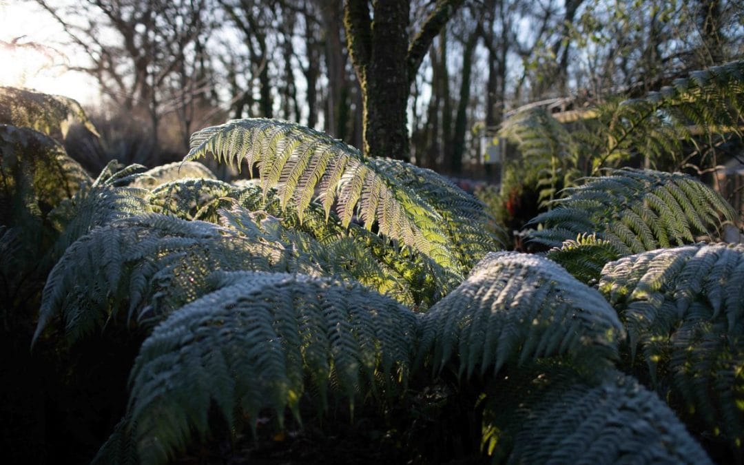 gardening garden design landscaping Surrey West Sussex tree ferns ferns frost year round interest seasonal interest