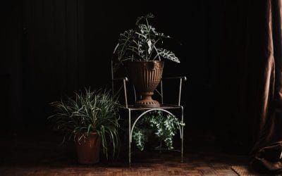 Caring for Houseplants in the UK
