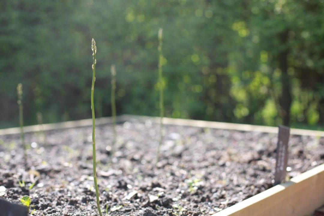 gardening garden design landscaping horticulture Surrey West Sussex vegetable patch calendar asparagus raised bed crops growing