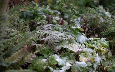 How to Keep Colour in Your Garden Over Winter